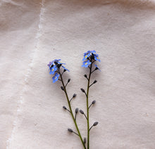 Load image into Gallery viewer, Two stalks of blue forget-me-not flowers on plain cream fabric background
