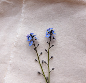 Two stalks of blue forget-me-not flowers on plain cream fabric background 