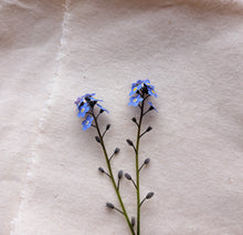 Load image into Gallery viewer, Two stalks of blue forget-me-not flowers on plain cream fabric background 

